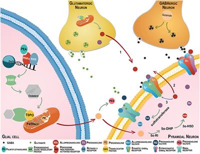 Biomarkers for PTSD at the Interface of the Endocannabinoid and Neurosteroid Axis